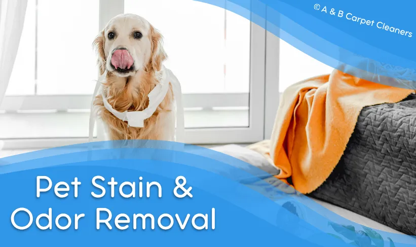 Expert Pet Stain Service